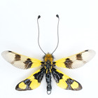 Libelloides Macaronius Male European Owlfly Neuroptera Ascalaphidae J136