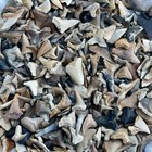 500  Shark Teeth Fossils Bulk Lot- Summerville Sc - Assorted Colorful Smalls