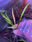 Cryptocoryne Spiralis Jwala Rare Live Aquarium Plant