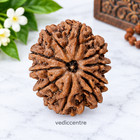 10 Mukhi Rudraksha   Ten Face Rudraksh - Nepal Bead Lab Certified