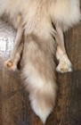 Rare Ranch White Diamond  Fox Hide Pelt Freshly Tanned  Luxurious Fur 4 Legs