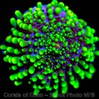 Corals Of Eden Non Wysiwyg Live Coral Frag   Toxic Bubble Bounce Mushroom Coral