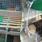 Automatic Rabbit Watering System Kit Include 10 Nipple Drinker Feeders id 5 16  