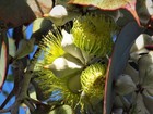 Eucalyptus Variety Pack  15 Essential Species  - Australian Evergreen