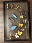 Taxidermy Butterflies Walk Art 24 Species