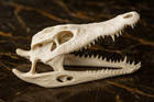 Premium Crocodile Skull Replica 1 1 Life-size Anatomical Model Artisan Crafted