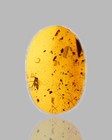 Chironomidae  midge  - Fossil Insect Inclusion In Burmese Amber