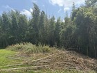 Have 1 Acre Of Bamboo Wood 4 Sale That   s Be Growing Over 30 Years Priced 7k Obo
