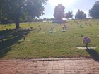 Pair Of Adjoining Cemetery Plots