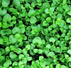 1000 Bulk Corsican Mint Mentha Requienii Herb Fragrant Ground Cover Flower Seeds