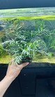     bolbitis Heudelotii  african Water Fern  Mother Aquarium Plant Freeshipping       