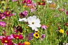 All Perennial Wild Flower Mix   Pollinator Food  Garden Heirloom  1200  Seeds