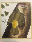Ornithology  Woodpecker  Francois Nicholas Martinet    le Pic Verd    Circa 1770