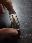 Golden Scorpion In Resin Real Insect Taxidermy Specimen