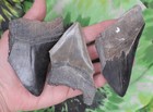 Megalodon Sharks Teeth 3 No Restorations Fossil Sharks Teeth Tooth
