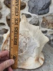 X-large Horned Conch Seashell Nautical Beach Decor 10 5 