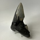 Megalodon Shark Tooth 5 37 Inch - Huge - Serrated Fossil - Authentic Teeth 20021