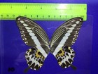 Ind 06 A   A  Papilio Demolion  Butterfly Butterflies Papilio
