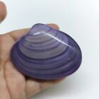 Large Purple Clam Natural Seashell Rare Real Beach Aquarium Home Deco 3  Inch