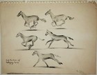 Miriam Coe  american Naturalist  B  1902 - 2011  Galloping Horses  Graphite 1963
