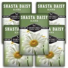Shasta Daisy Seeds For Planting - Heirloom Perennial White Daisies With 5
