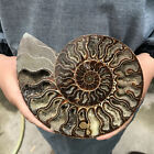 Top 250g  Natural Ammonite Fossil Conch Crystal Specimen Healing Care