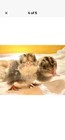 Variety Of Colors  diluted Pastel Fancy Button Quail Eggs - For Hatching