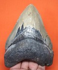Megalodon Shark Tooth - Real Fossil - Almost 5    - Shark Teeth -natural No Repair