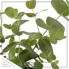 Live Aromatic And Healthy Herb - Eucalyptus  4 Per Pack  - Assorted Varieties   