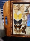 Antique Brazilian Teak And Mahogany Butterfly Tray