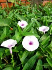 1 Lbs  10 000  Seeds  Water Morning Glory Water Spinach Ong Choy Rau Muong 