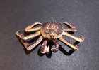 Yujin Takara Kaiyodo Retired Japan Exclusive Alaska King Crab Figure