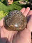9 6oz Beautiful Polished Petoskey Stone Fossil Lake Michigan Coral Dark Eye