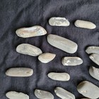 Lot Of 9 Oz Fossilized Gastropods Pysht Formation  Wa Usa