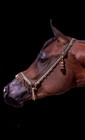 Arabian Show Halter - The Original Magnum Design  Size Small   Yearling