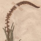 Antique 1790 Herbarium Dried Flower Scientific Specimen  35 Wild Mignonette