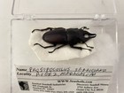 Entomology Insect Lucanidae Prosopocoilus Serricornis Madagascar Male Unmounted