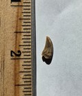 Reduced Raptor Tooth  2 Mesa Verde Fmtn Cretaceous Complete Dromaeosaur  7 16 