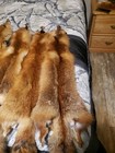 Tanned Pennsylvania Red Fox nice Fur dark Color Very Big