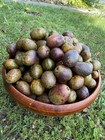 5 Sprouted  Seeds Red Matoa Papua New Guinea Seeds For Planting