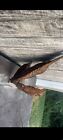 Vintage Pelican Driftwood Sculpture Obo