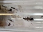 Colobopsis Obliqua    Queen Workers And Brood    Ant Art