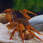 Panther Crab Live Freshwater Aquarium Tropical Crab Panther Crab Live