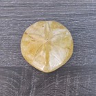 Polished Natural Sand Dollar Fossil Nautical Beach Sea Shell Coastal Ocean Decor