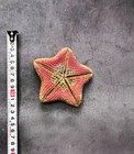Rare Halityle Regularis Cushion Starfish Taxidermy  Dried Specimen Marine
