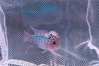 A   Live Flowerhorn F3 Fish Male Super Red  Big Kok Head Red Eyes Size 2  C2