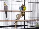Prevue Pet Products Steel Bird Flight Cage With Wheels - Large Birdcage For P   