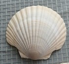 Vtg White Scallop Sea Shells Large 5-6    Lot Of  5 Seashells Ocean Decor Crafts