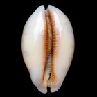 Cy607 Cypraea  mauritia  Eglantina 60 7mm     New Caledonia     Gem