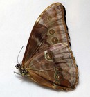 Morpho Aurora Isidorssoni -  Unmounted Butterfly